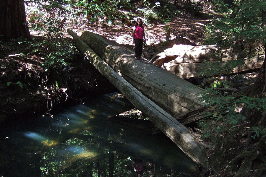 Stella crosses a large log over Waddell Creek (west fork).