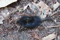 A dead mouse is picked over by a wasp.