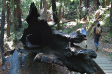 A burned-out tree trunk next to the trail