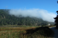 A finger of fog pushes up Waddell Creek from the coast.