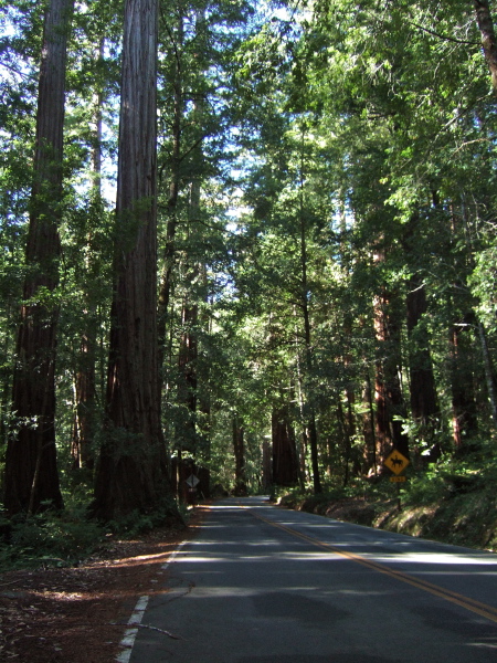 Old growth redwoods line the highway through the park.