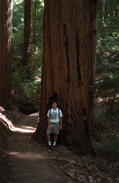Derek models one of the old growth redwoods