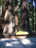 Old Redwoods in Big Basin (980ft)