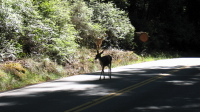 Deer grazing by the road 1 (1000ft)