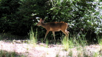 Deer grazing by the road 2 (1000ft)