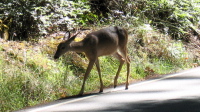 Deer grazing by the road 3 (1000ft)