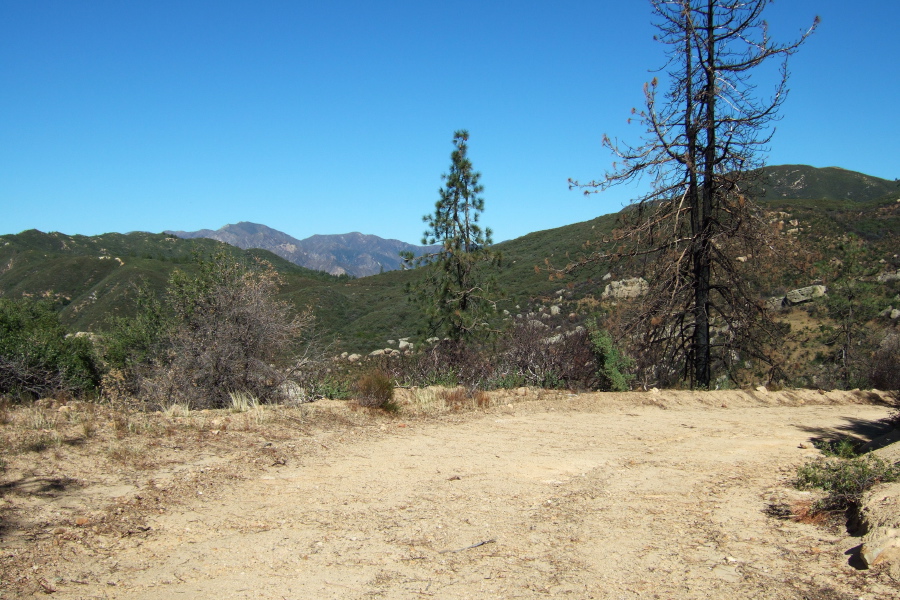 Passing a burned tree and an unburned tree.