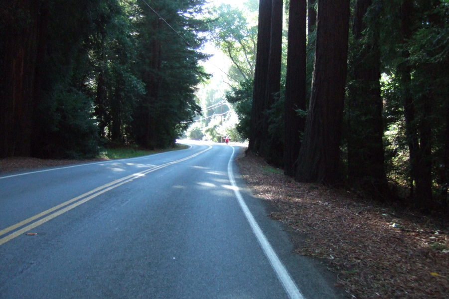 A pleasant visit to the redwoods.