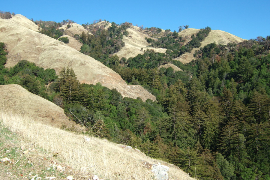 Redwoods grow in the shadier recesses of Mill Creek watershed.