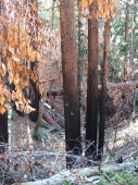 Redwoods damaged by recent fire near BM 1687.