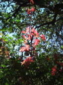 Sunlight through late-season poison oak leaves