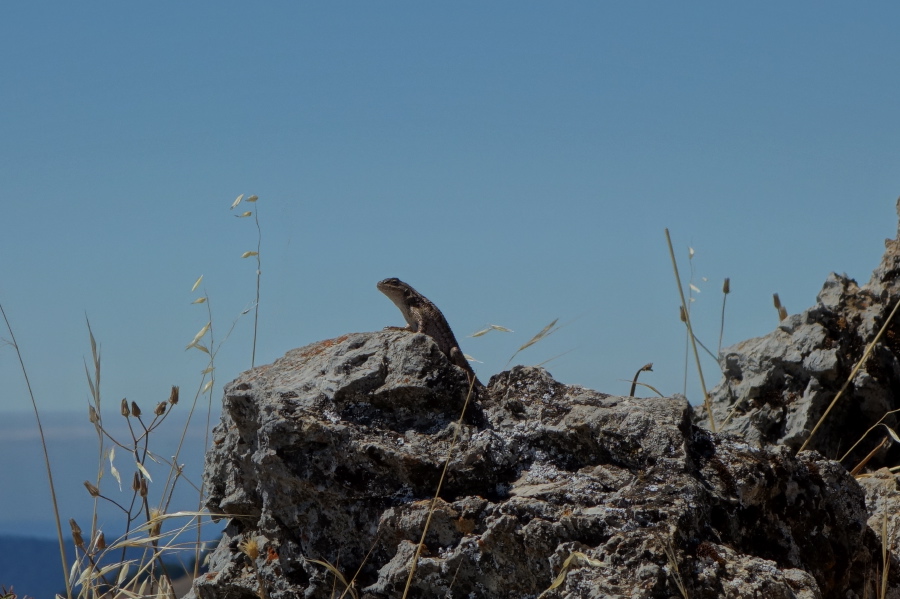 Lizard suns itself on a summit rock.