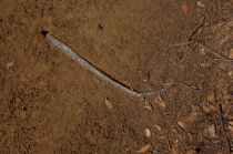A snake shed its skin while slithering into a hole.