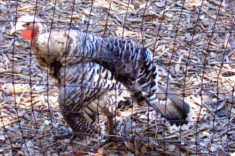Turkey with clipped wings.