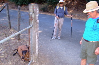 David and Ron stop to examine a nanny goat.