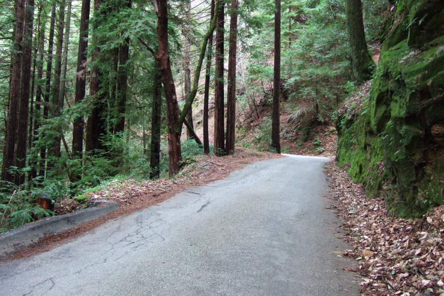 Climbing through the redwoods on Upper Zayante Rd.