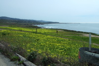 Blooming mustard plant near Pigeon Point.