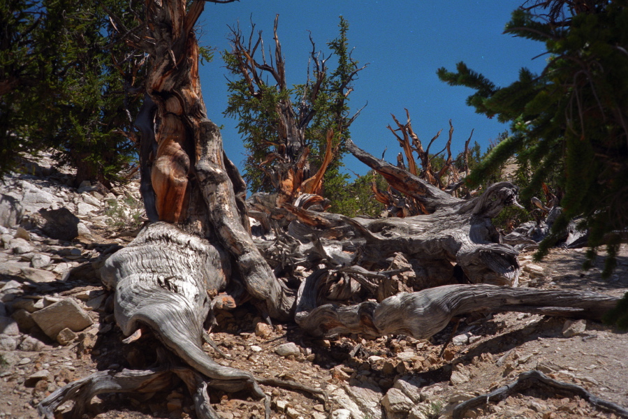 More gnarled wood