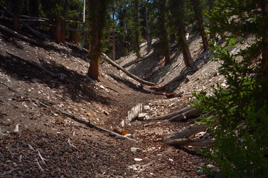 Dry wash filled with Bristlecone pine cones.