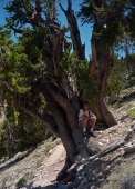 Derek relaxes on a Bristlecone Pine.
