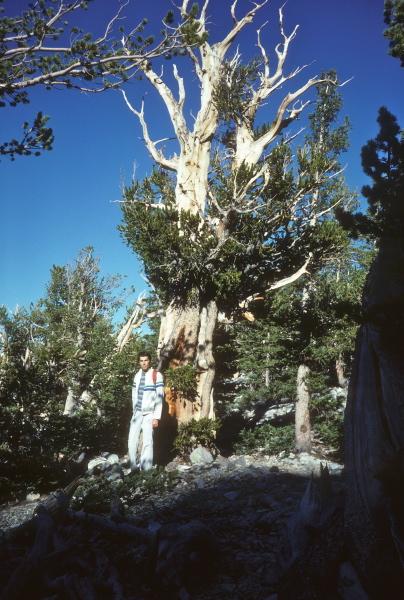 Bill stands in front of a bristlecone pine.