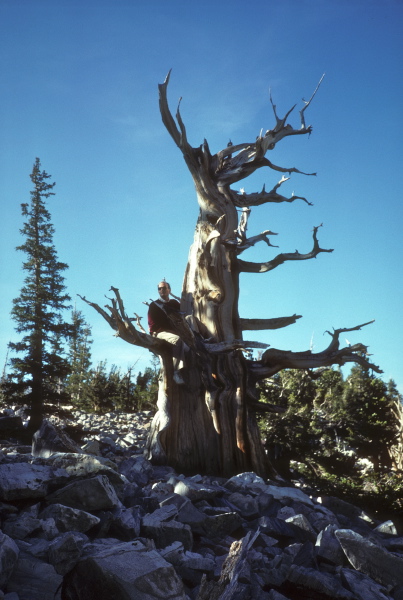 David sits in the lap of an old bristlecone pine.