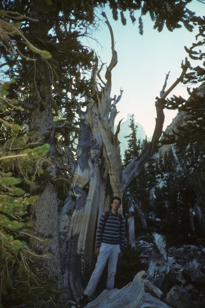 Bill stands in front of an old bristlecone pine tree.