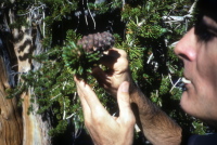 David examines a bristlecone pine.