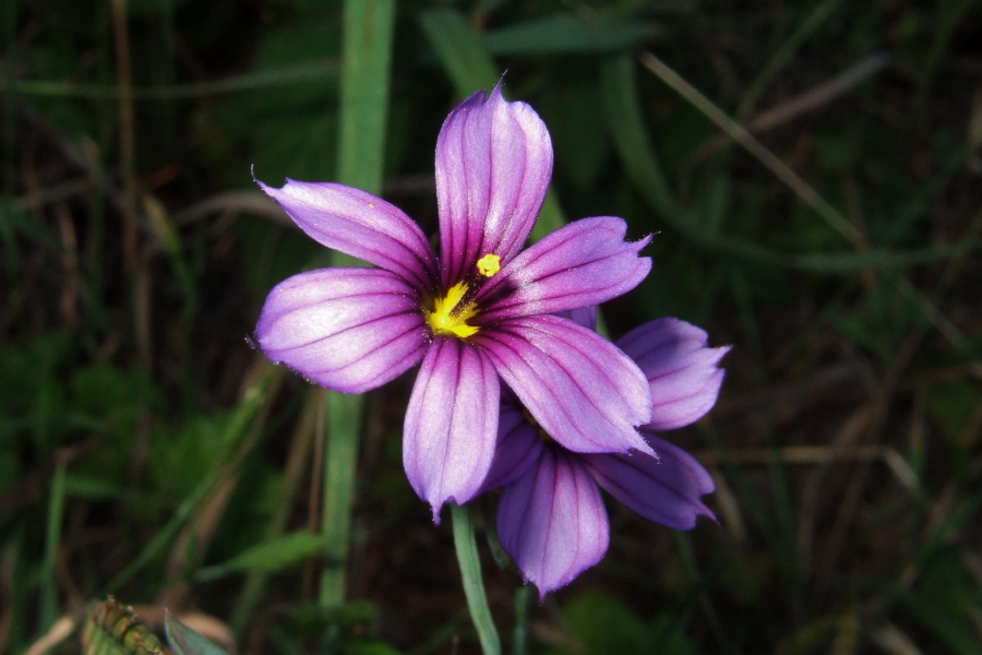 Blue-Eyed Grass