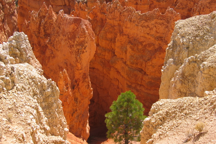 View amongst the hoodoos of Bryce from Sunset Point.