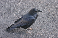 A tame raven at Ponderosa Canyon Overlook.