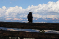 Raven on the railing at Ponderosa Canyon Overlook.