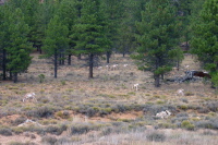 A small herd of prong-horn antelope on the Paunsaugunt Plateau.