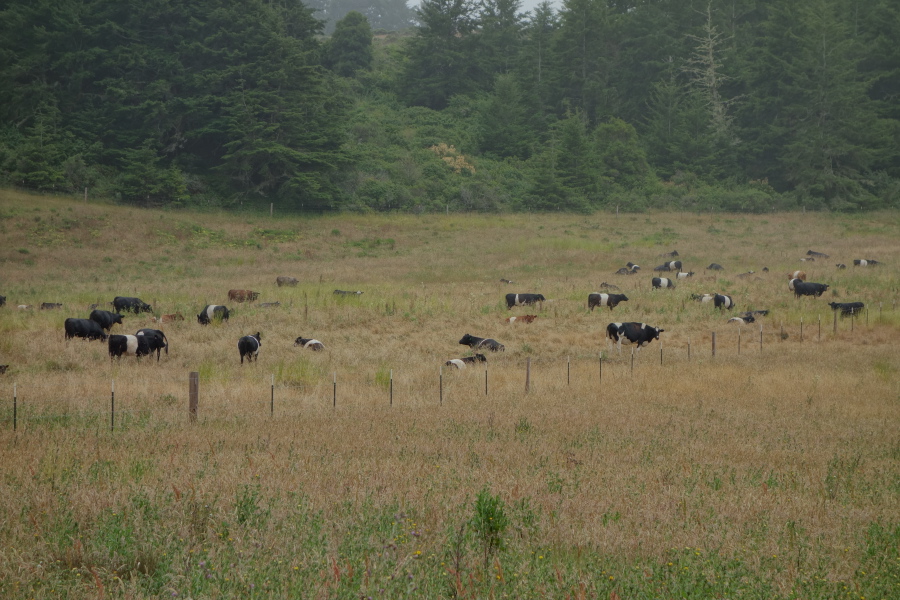 Cattle with white bands around their middle
