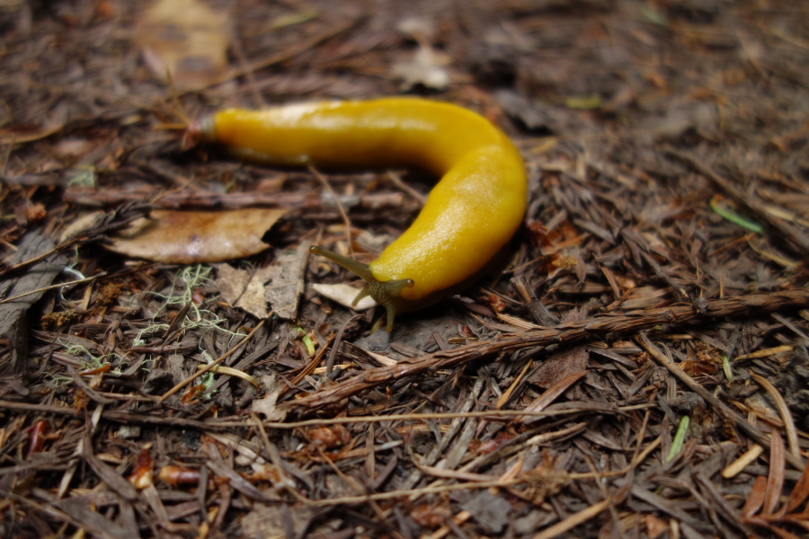 One of many banana slugs we saw