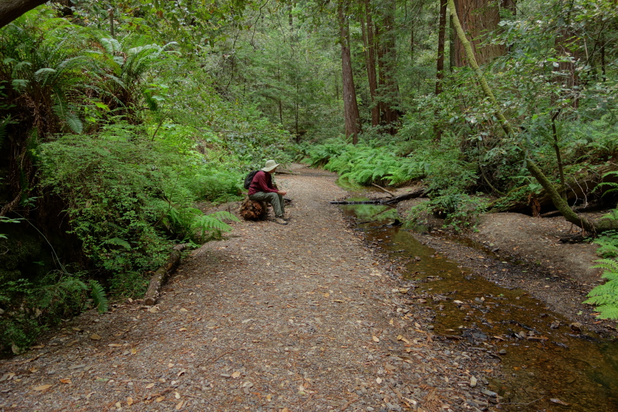 Bill contemplates nature alongside Little Butano Creek.