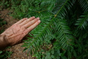 California nutmeg (Torreja californica)