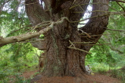 Candelabra tree (2)