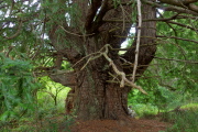 Candelabra tree (3)