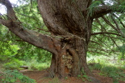 Candelabra tree (4)
