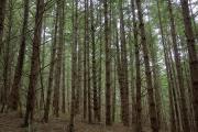 Forest of Douglas fir