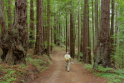 David hikes down Olmo Trail.