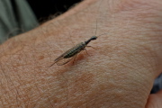 Termite on my hand
