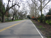 Riding south on Foothill Rd., Pleasanton, under the sycamores (r) and oaks (l)