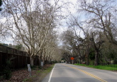 Riding south on Foothill Rd., Pleasanton, under the sycamores (l) and oaks (r)