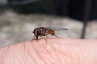 Fly licking sweat off my finger.