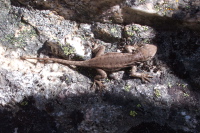 Small lizard sunning itself on a rock.