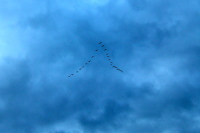 Canada Geese flying toward Canada.