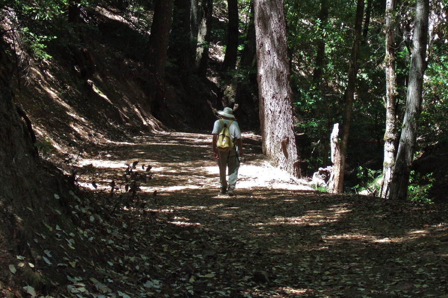 Descending Saratoga Gap Trail into the canyon