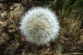 A dandilion head before releasing its seeds